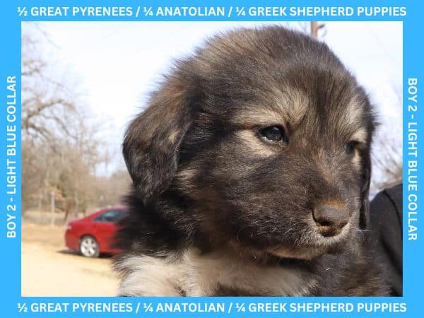 LGD Puppies-Great Pyrenees/Shepherd Mix image 3
