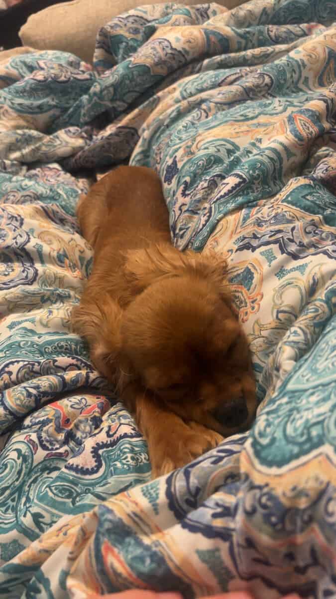 Puppy image 2