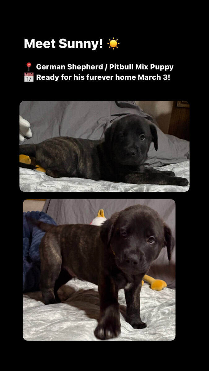 German Shepard/ pit bull puppies image 5