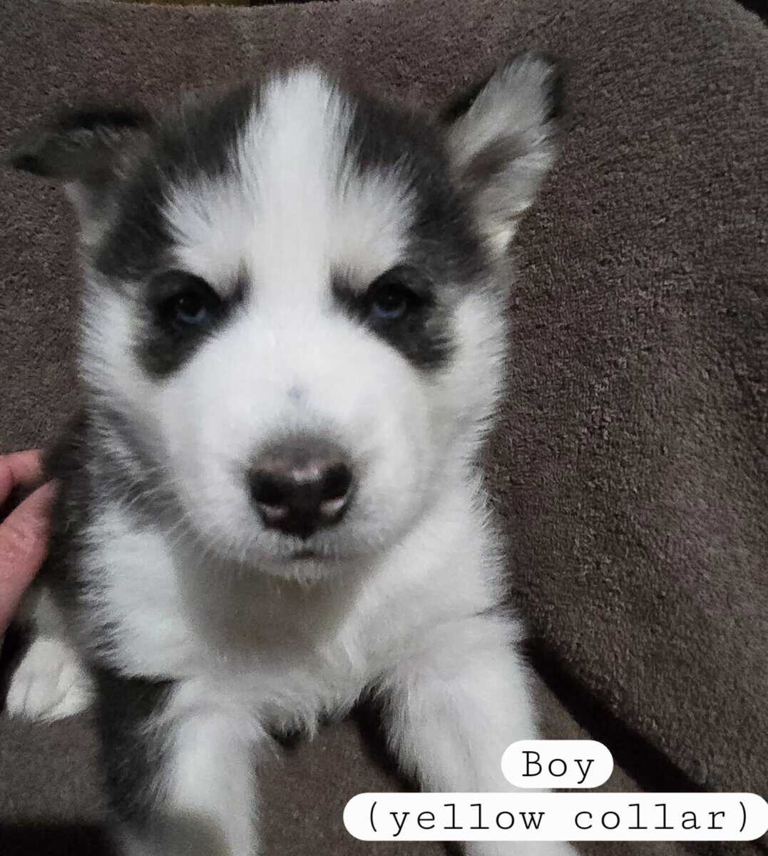 Siberian Husky Puppies image 7