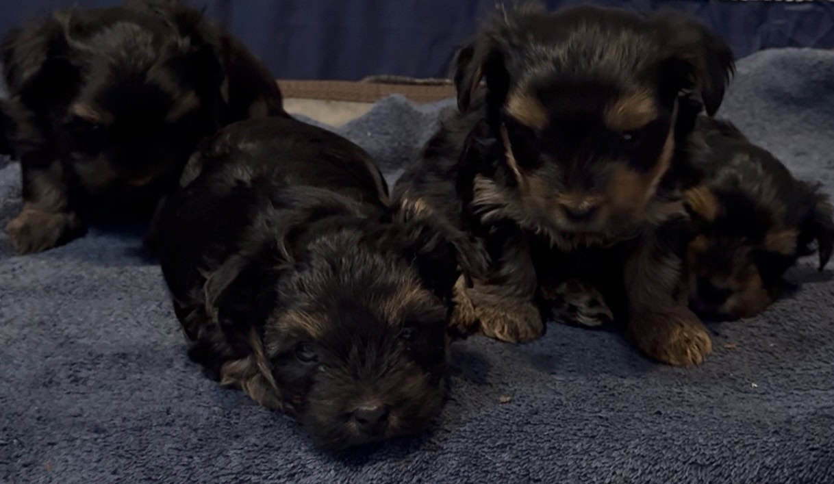 Yorkie Puppies image 1