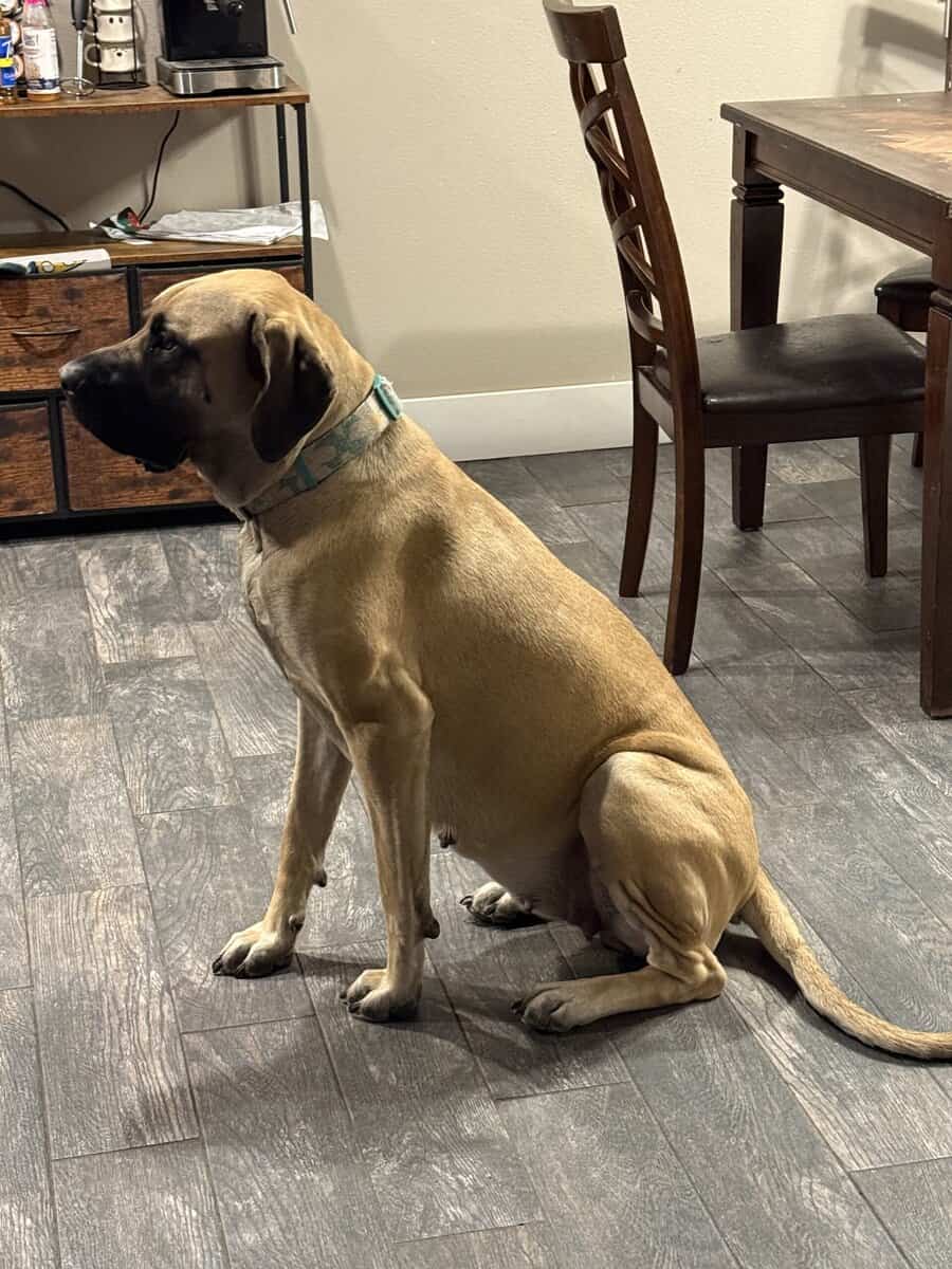 English mastiff puppies image 1