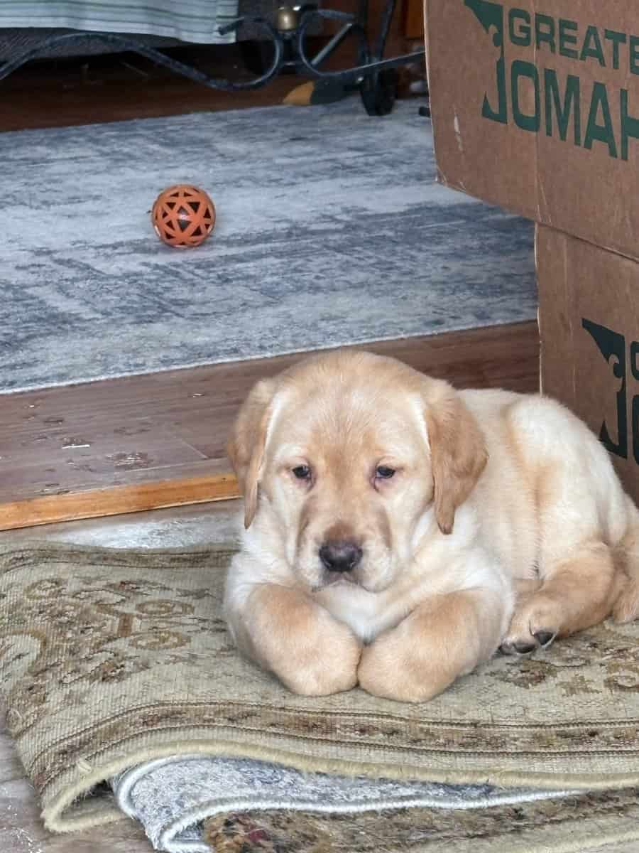 Lab puppies for sale image 8