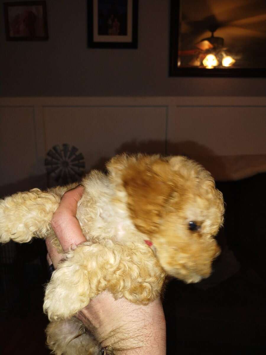 Teddy Bear puppies image 2