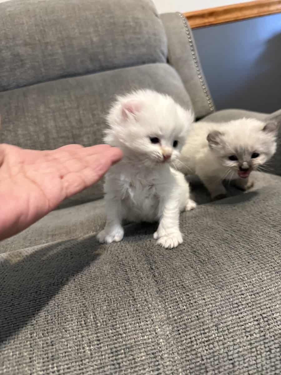Highlander kittens image 15