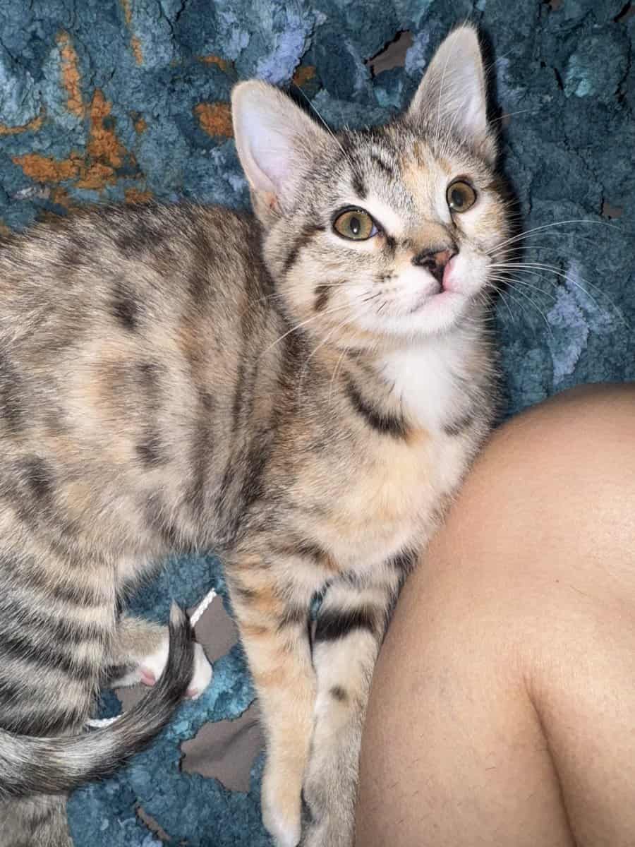 Free cat! I am so energetic and love to play! image 3