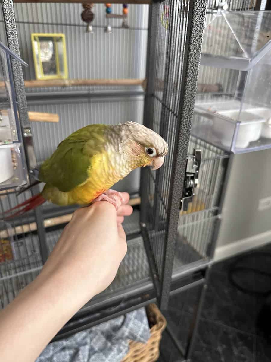 Conure Bird for Sale, cage included image 5