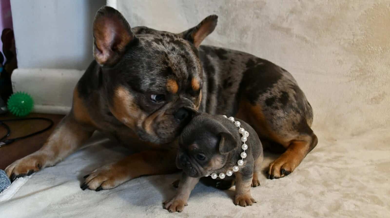 Litter of 6 for Sell - French Bulldogs image 20