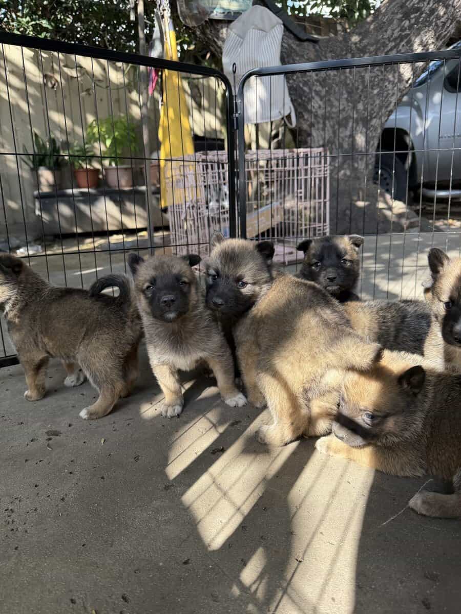 belgian husky puppies image 3