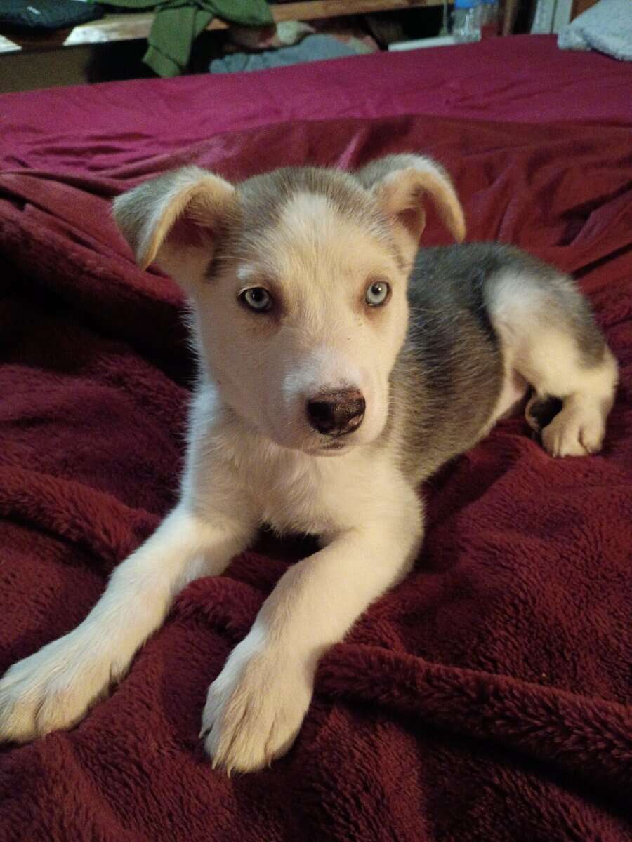 8 week old husky malamute wolf female puppy image 3