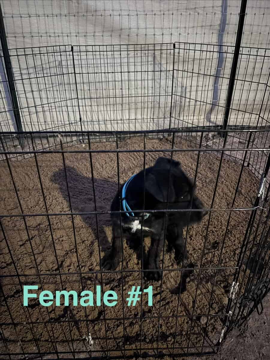 Schnauzer mix image 2