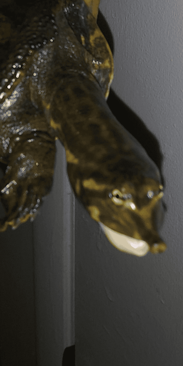 Rehoming Softshell Turtle image 2