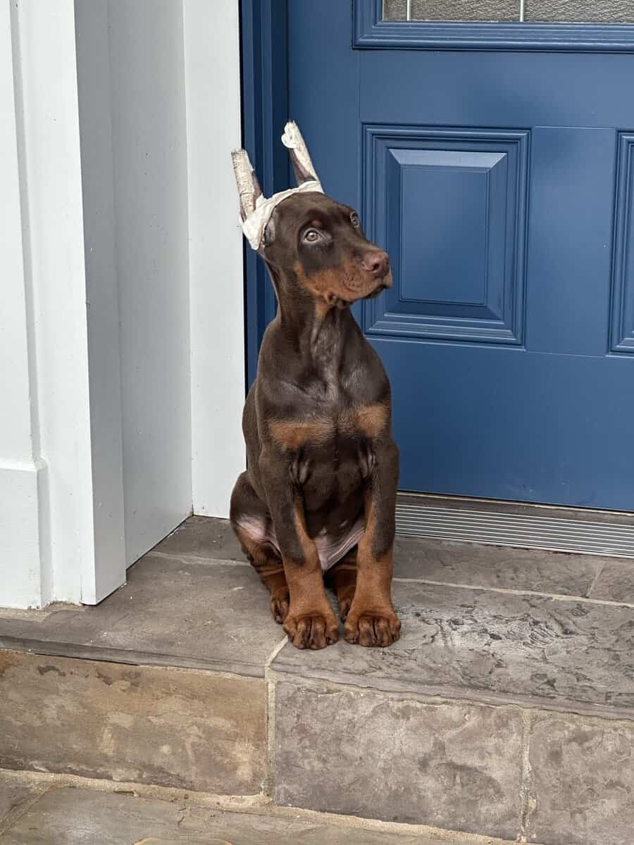 Doberman pinscher image 3