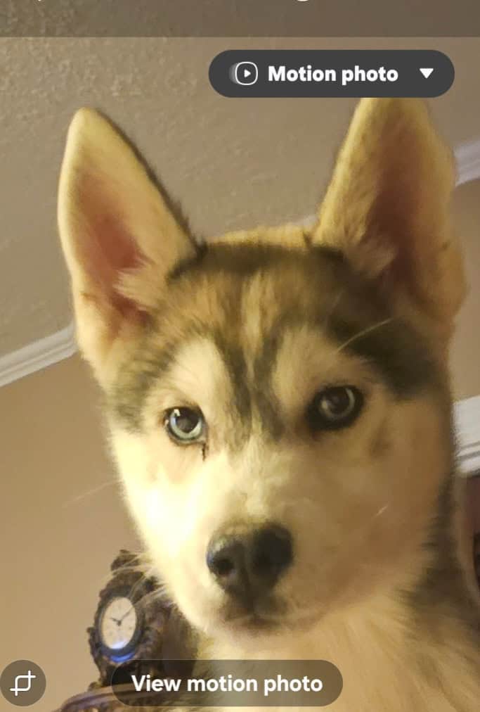 Adopt Husky already house Trained image 2
