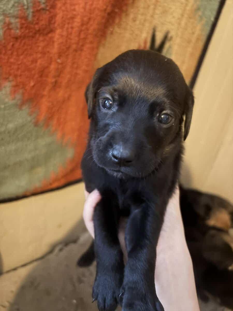 Black lab mix puppies image 1