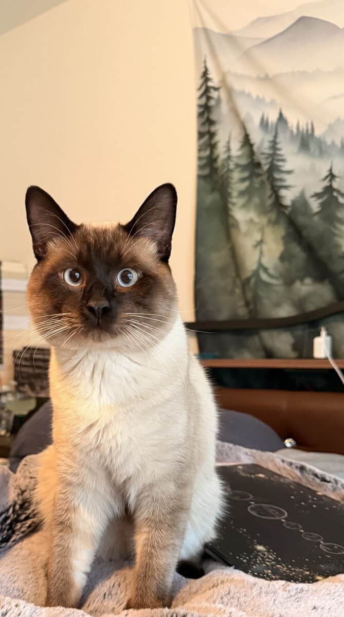 Snowshoe/ Siamese kittens born 12/29! image 6