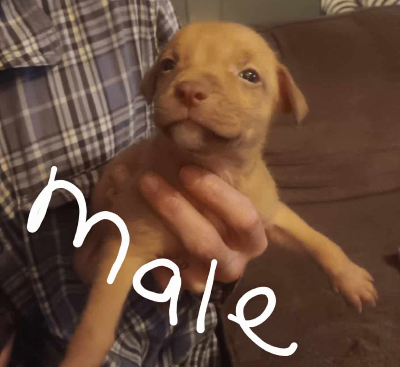 Free Puppies image 1