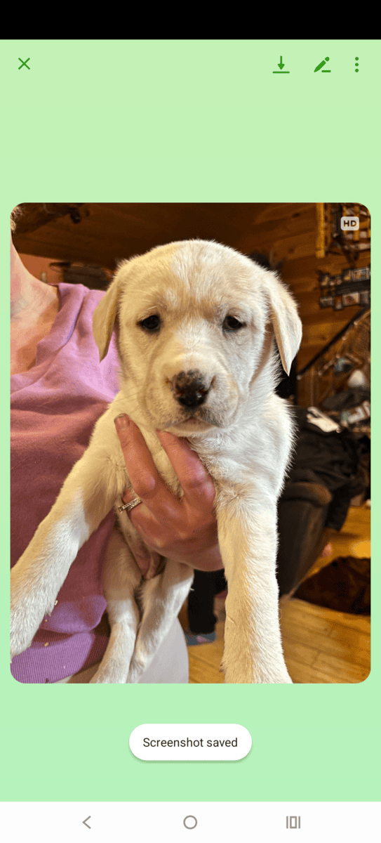 Lab husky mixs? image 2