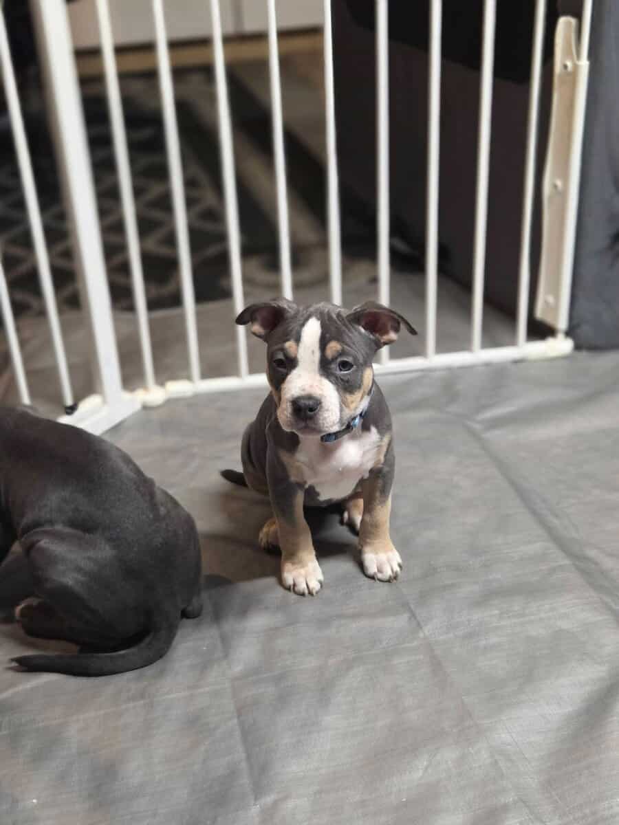 Pitbull puppies image 13
