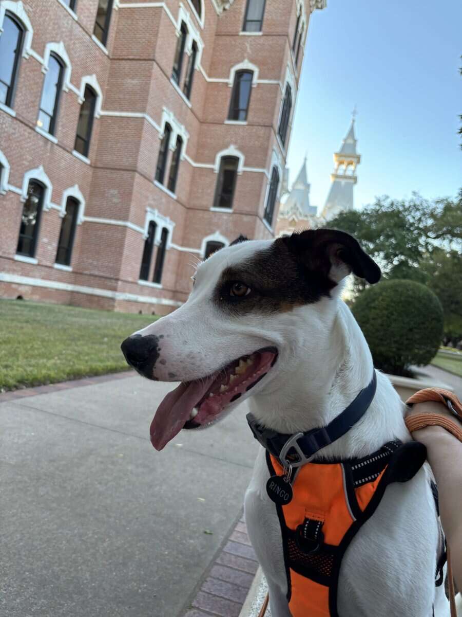 Need Help Rehoming Ringo image 1