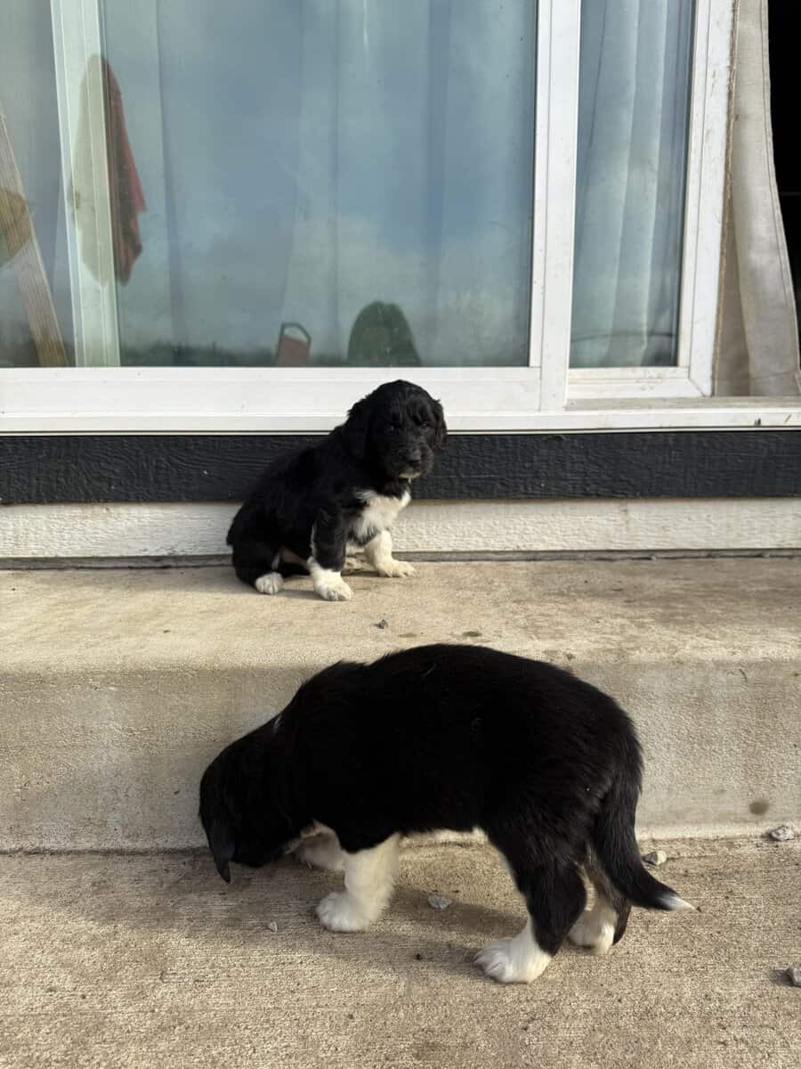 Puppies Needing Their Forever Homes! image 11