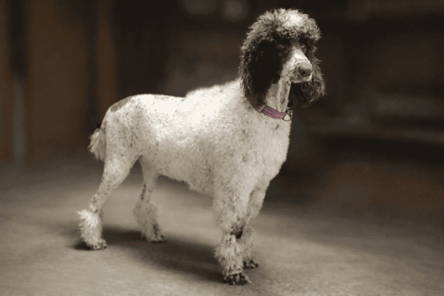 CKC Labradoodles image 2