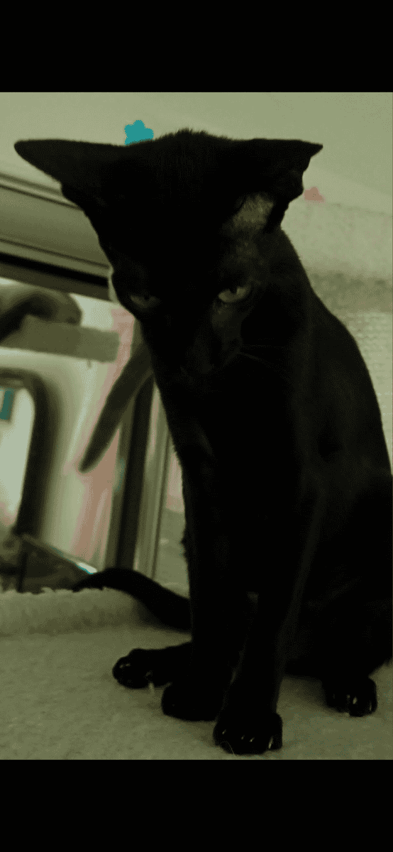 Oriental Cat Female image 3
