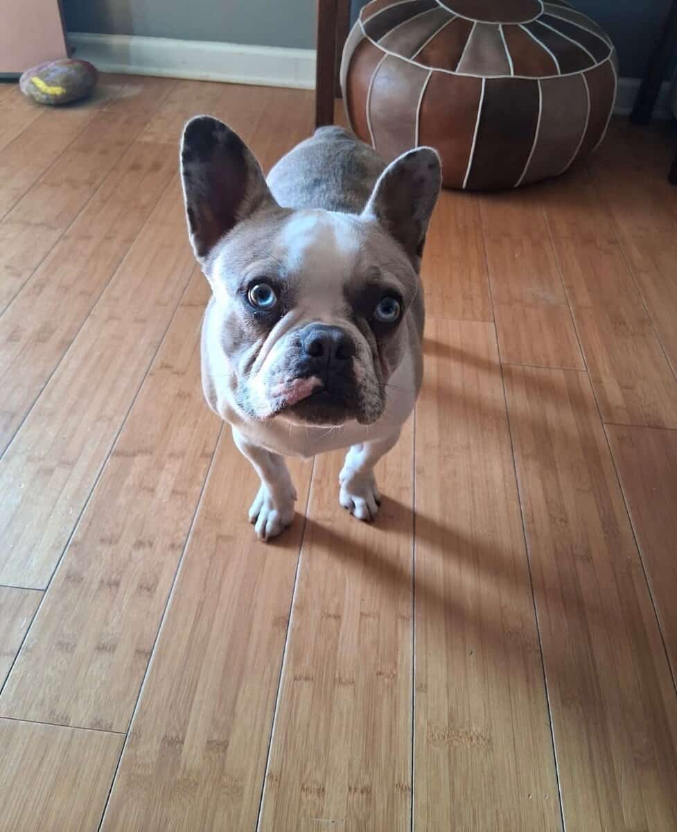9 month old Frenchie looking for a good home image 2