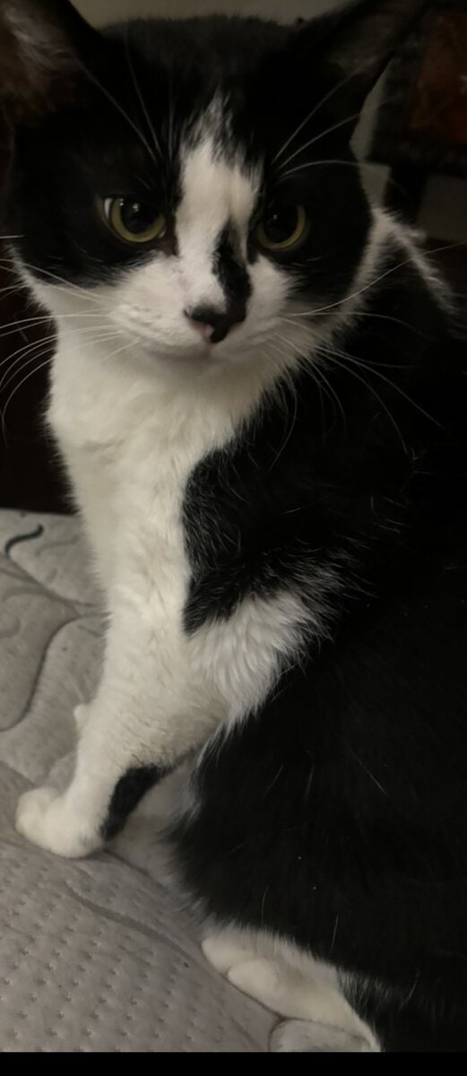 Two available Inside cats to a loving home image 1