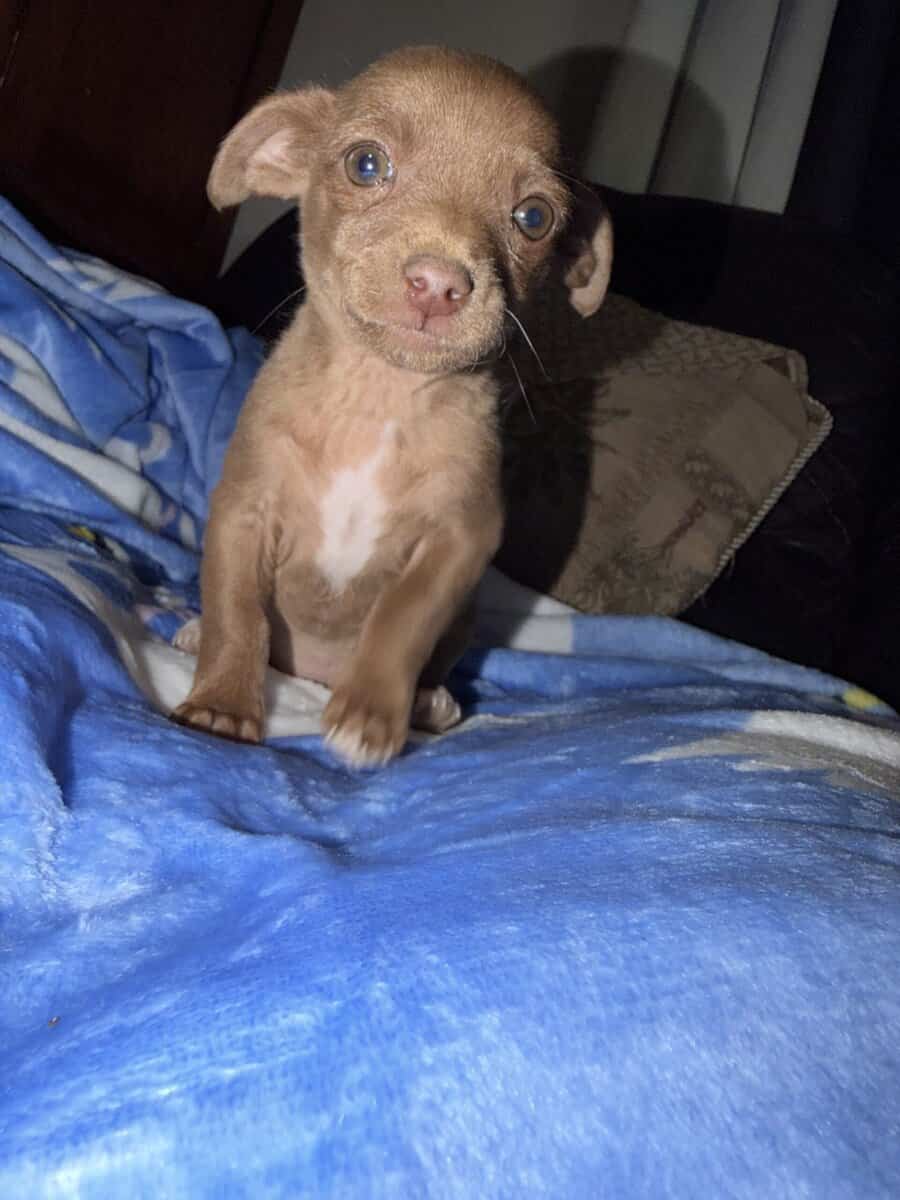 Chihuahua puppies image 2