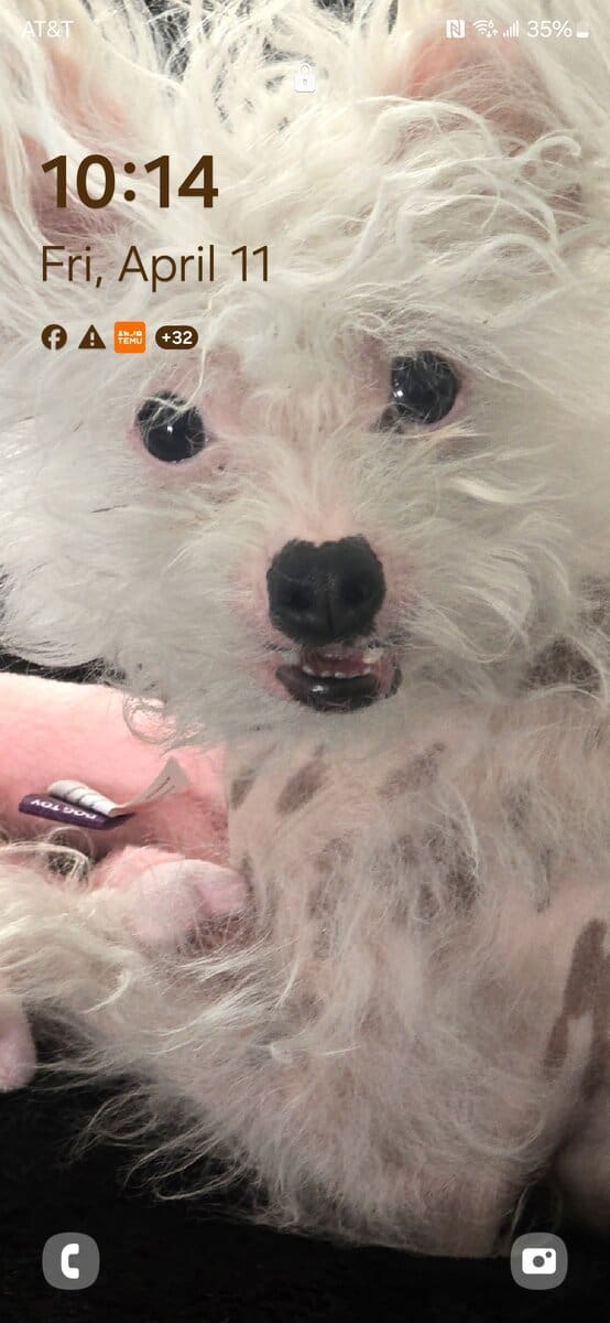 Chinese crested H.H Ship Included image 12
