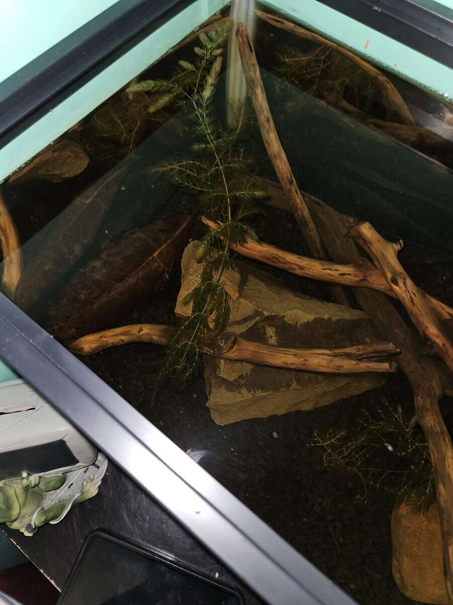 sailfin pleco rehome image 1