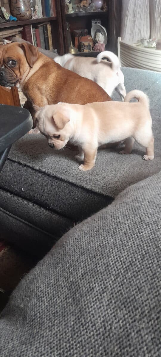 4 Chug puppies for sale $300 image 1