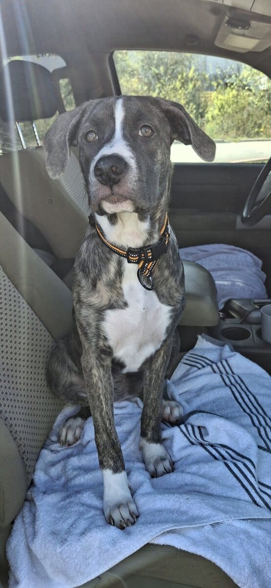 Need to find Juno a new home!!! image 2