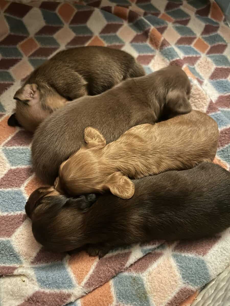 AKC miniature dachshund image 1