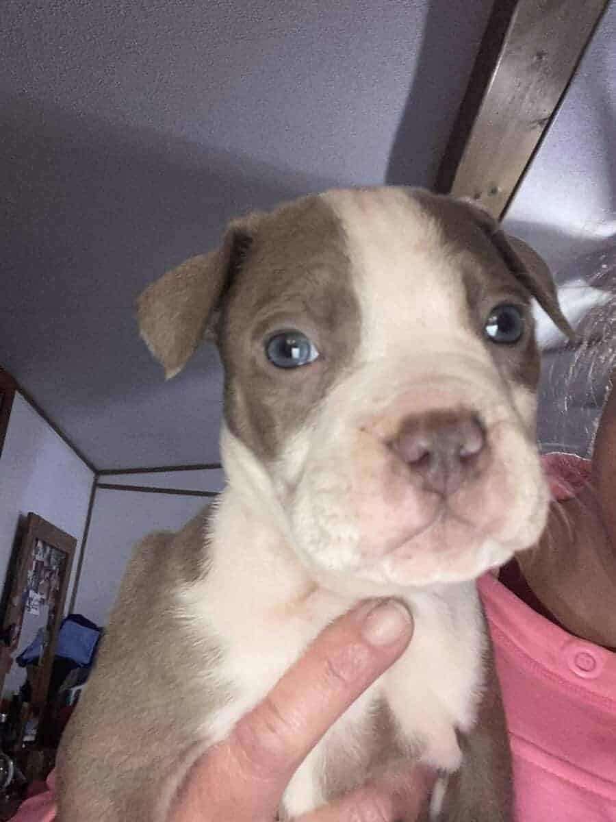 Pit bull puppies looking for forever home image 5