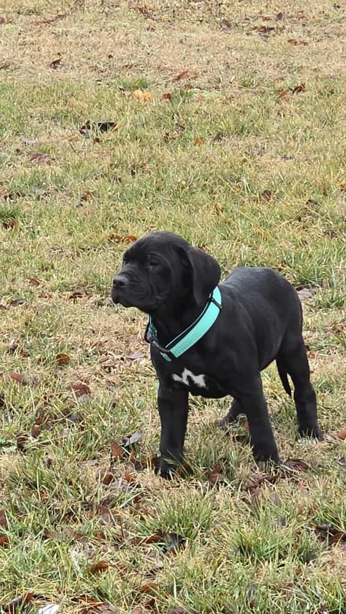 American Bandogg Pups image 4