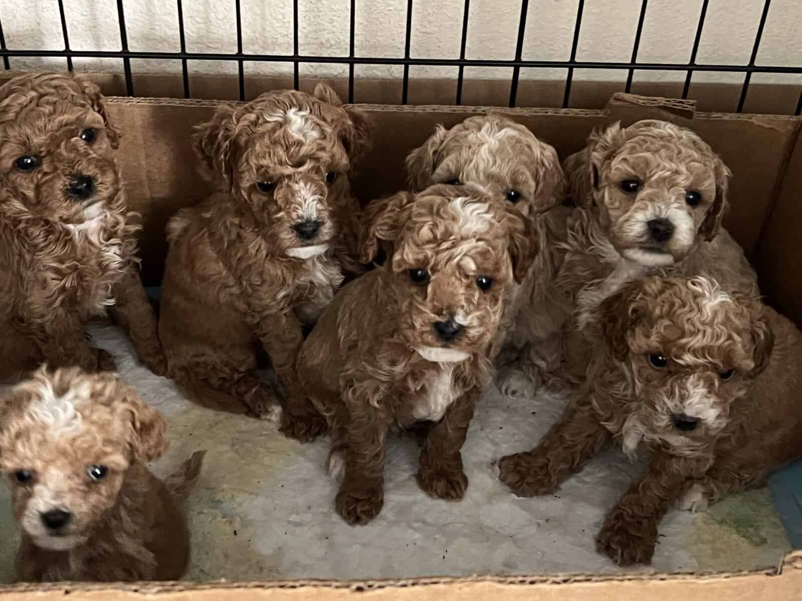 Toy poodle image 1