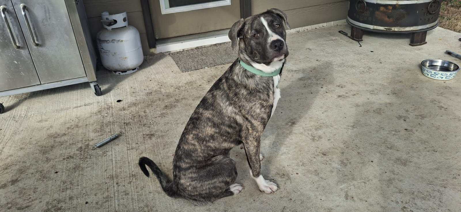 Need to find Juno a new home!!! image 5