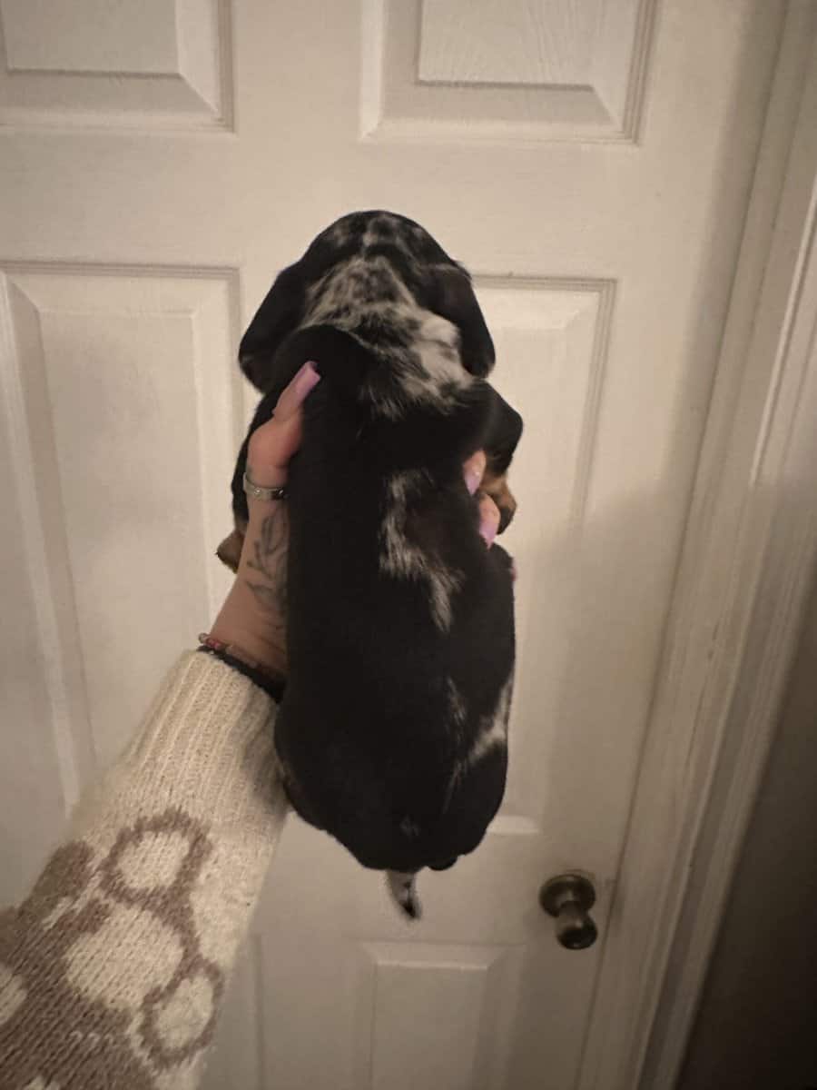 Dachshund Puppies image 12