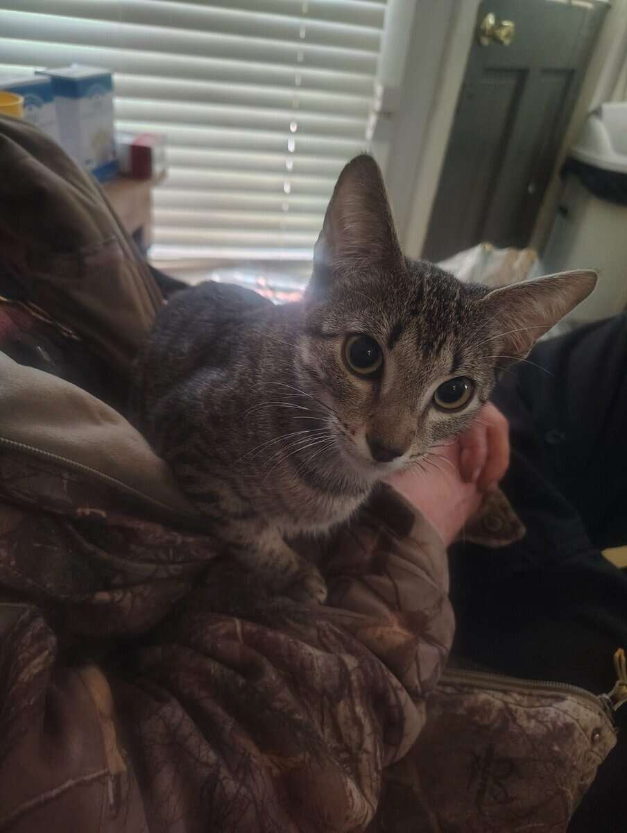 Bangel kitten image 5
