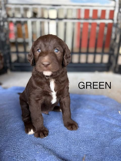 CKC Labradoodles image 4