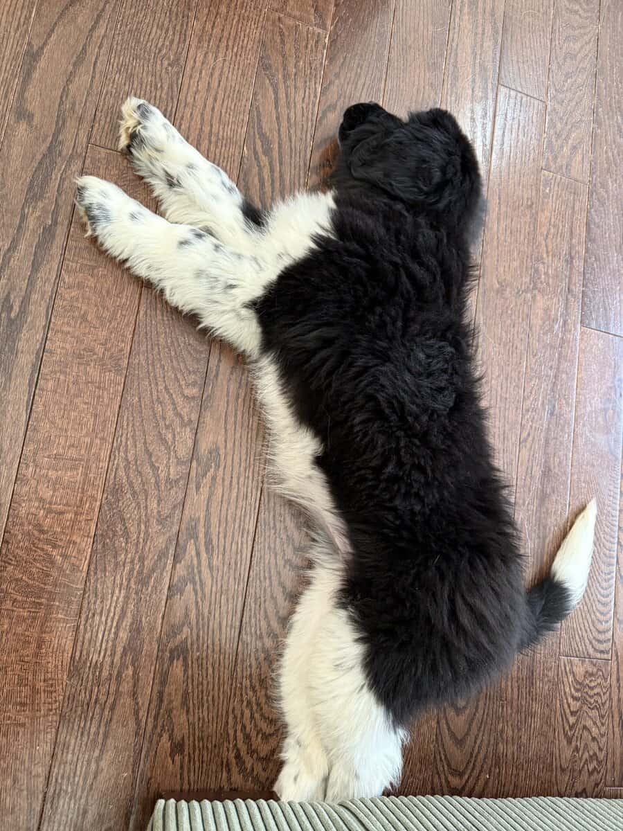 Female Newfoundland Puppy image 2