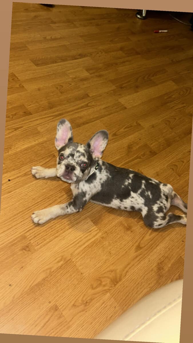 1 year Old Frenchie For Sale Great Dog image 1