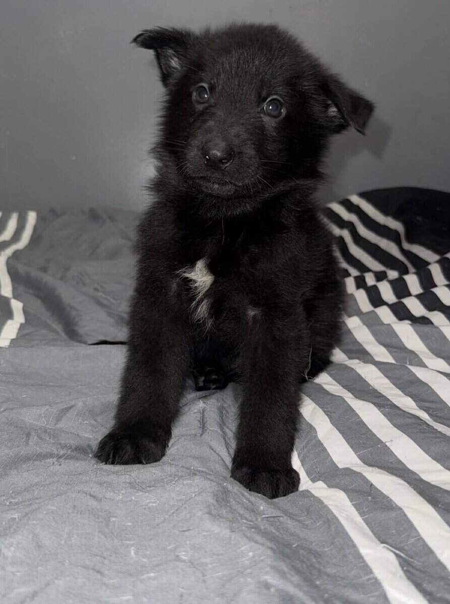 German Shepherd Puppies image 1