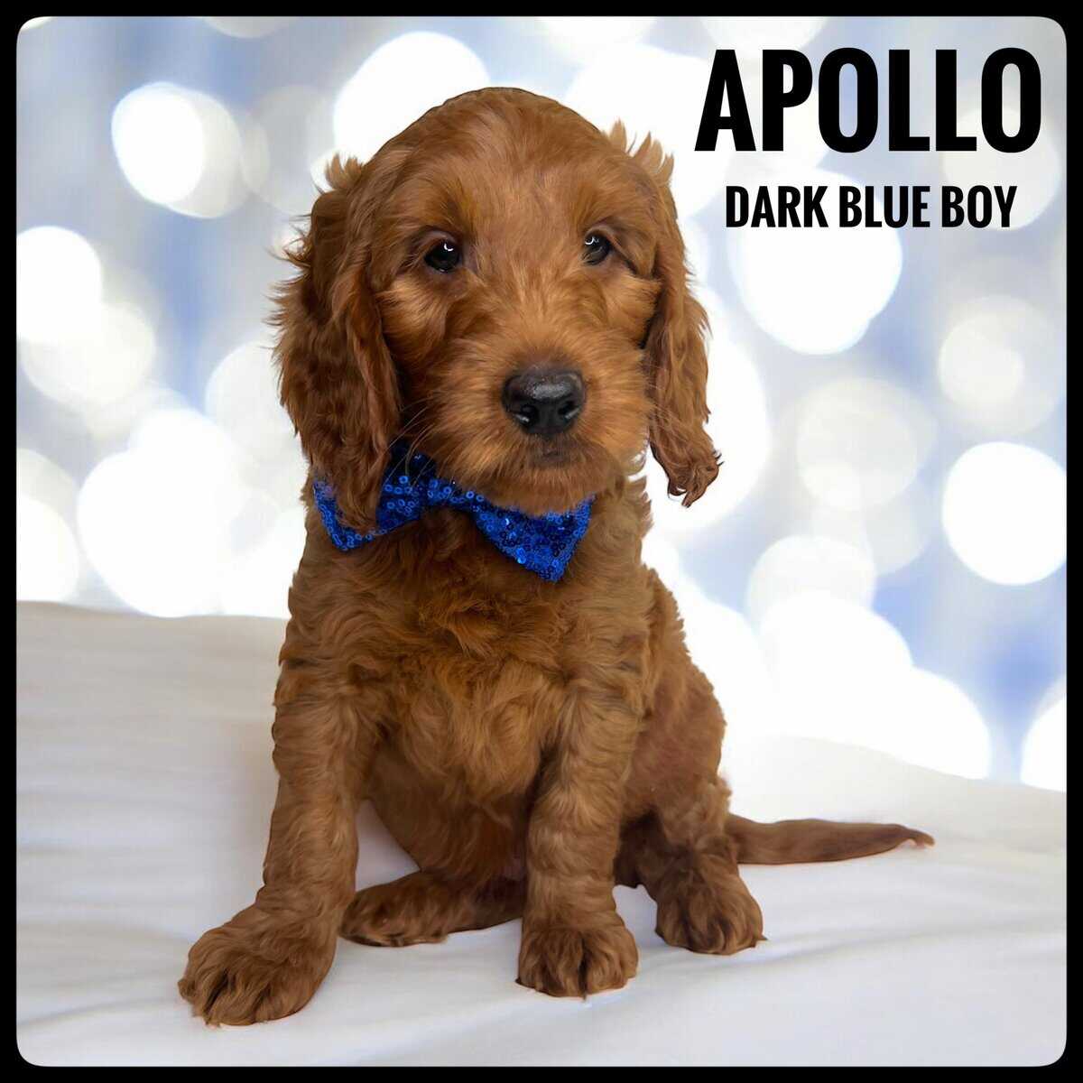 Apollo - F1b Goldendoodle image 3