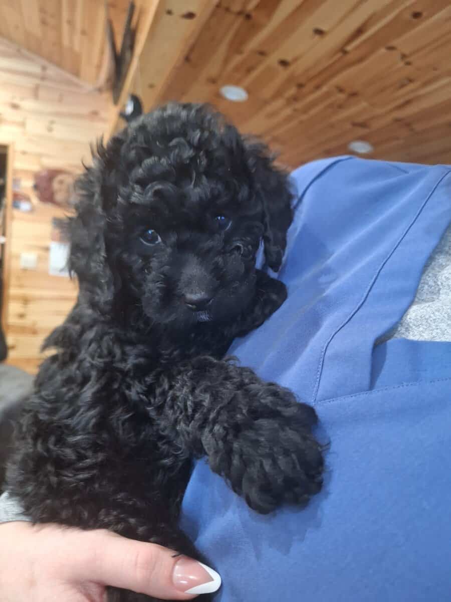 Cockapoo puppies image 3