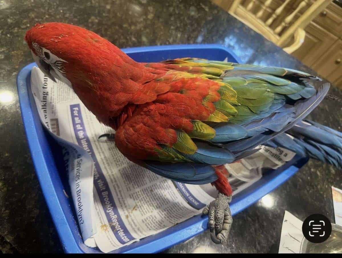 Baby Green Wing Macaw image 2