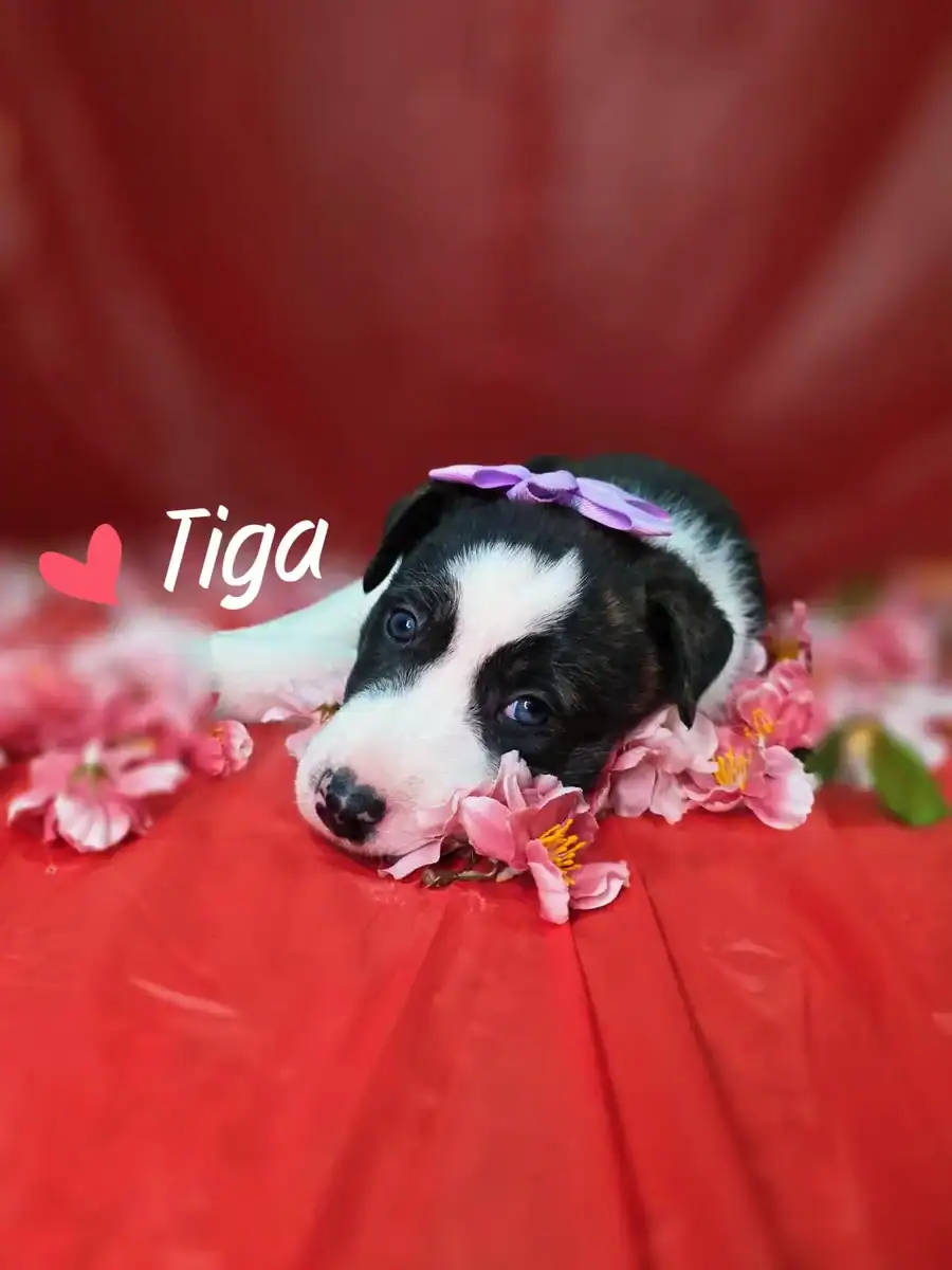 Husky border collie pitbull puppies image 3
