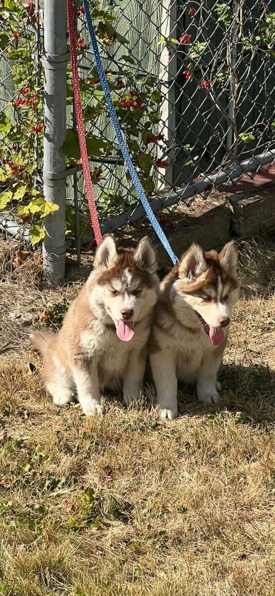 Siberian Husky puppies image 3